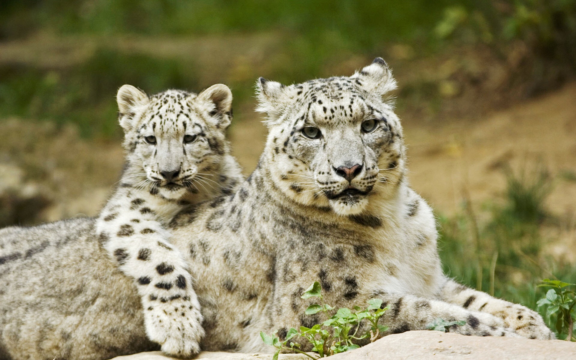 A majestic snow leopard and its adorable cub rest on a rocky outcrop, showcasing their thick, smoky-grey fur patterned with dark rosettes
