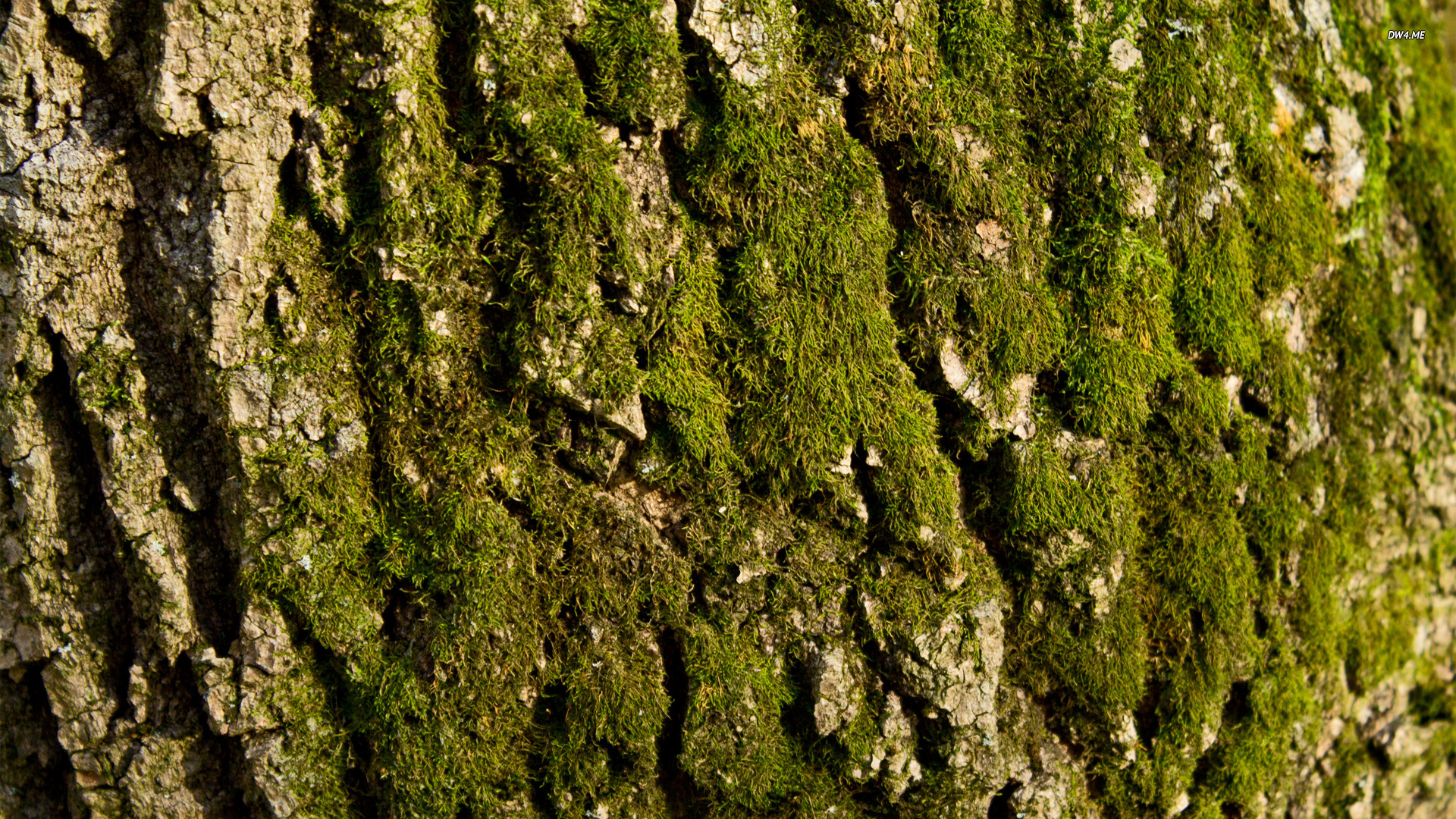 Tree Bark Wallpaper HD Walls Find
