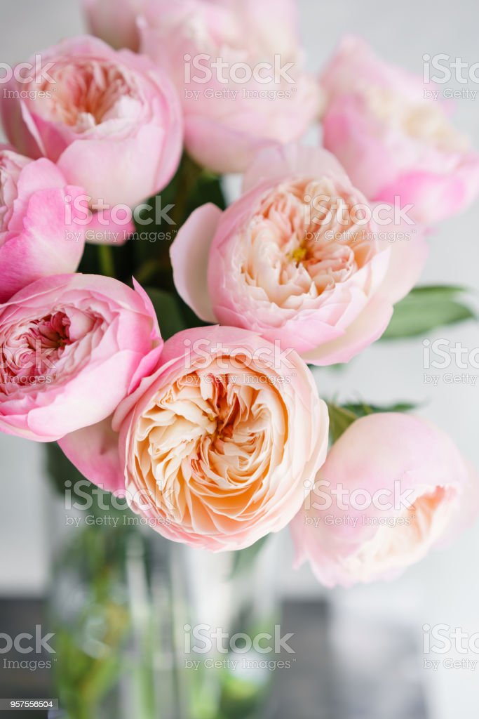 English Garden Peonies Roses David Austin Multi Color Pink Flower