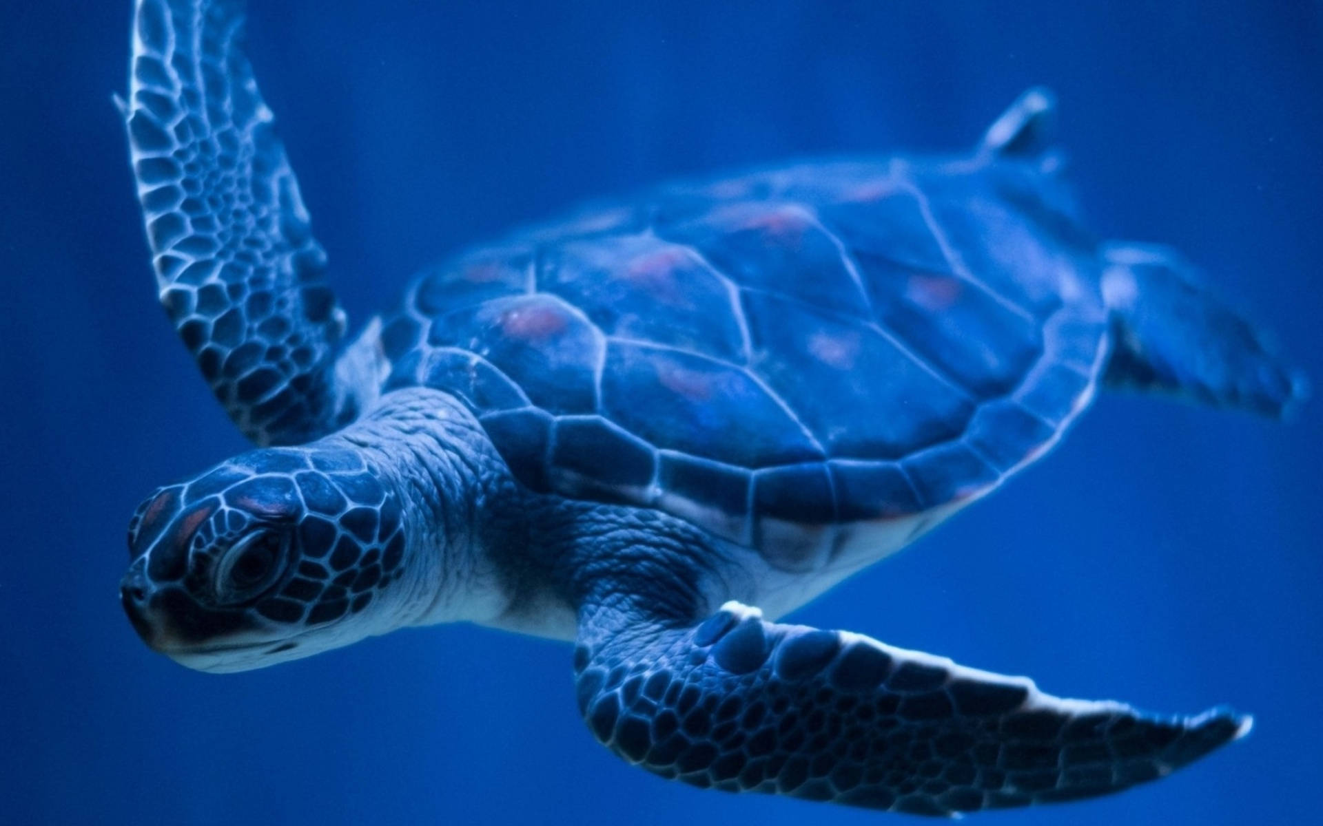Top Cool Turtle Wallpaper Full HD 4k To Use