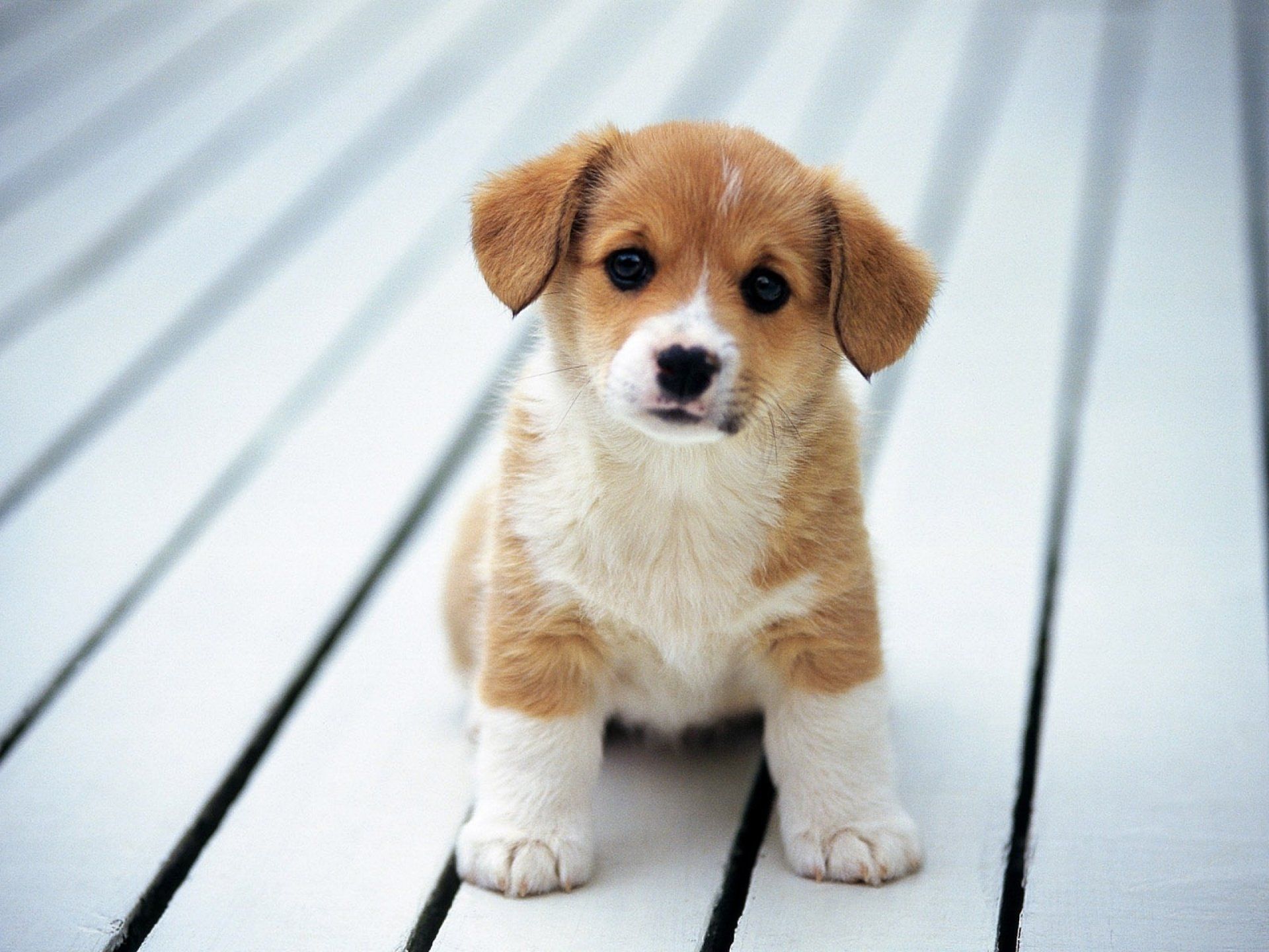 An adorable puppy with light brown and white fur sits on a white wooden surface, looking directly at the camera