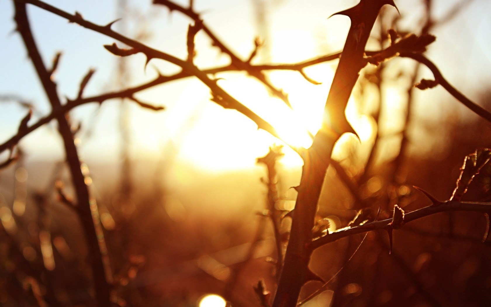 Branches Trees Sunrise Nature Thorns HD Wallpaper The Epilepsy