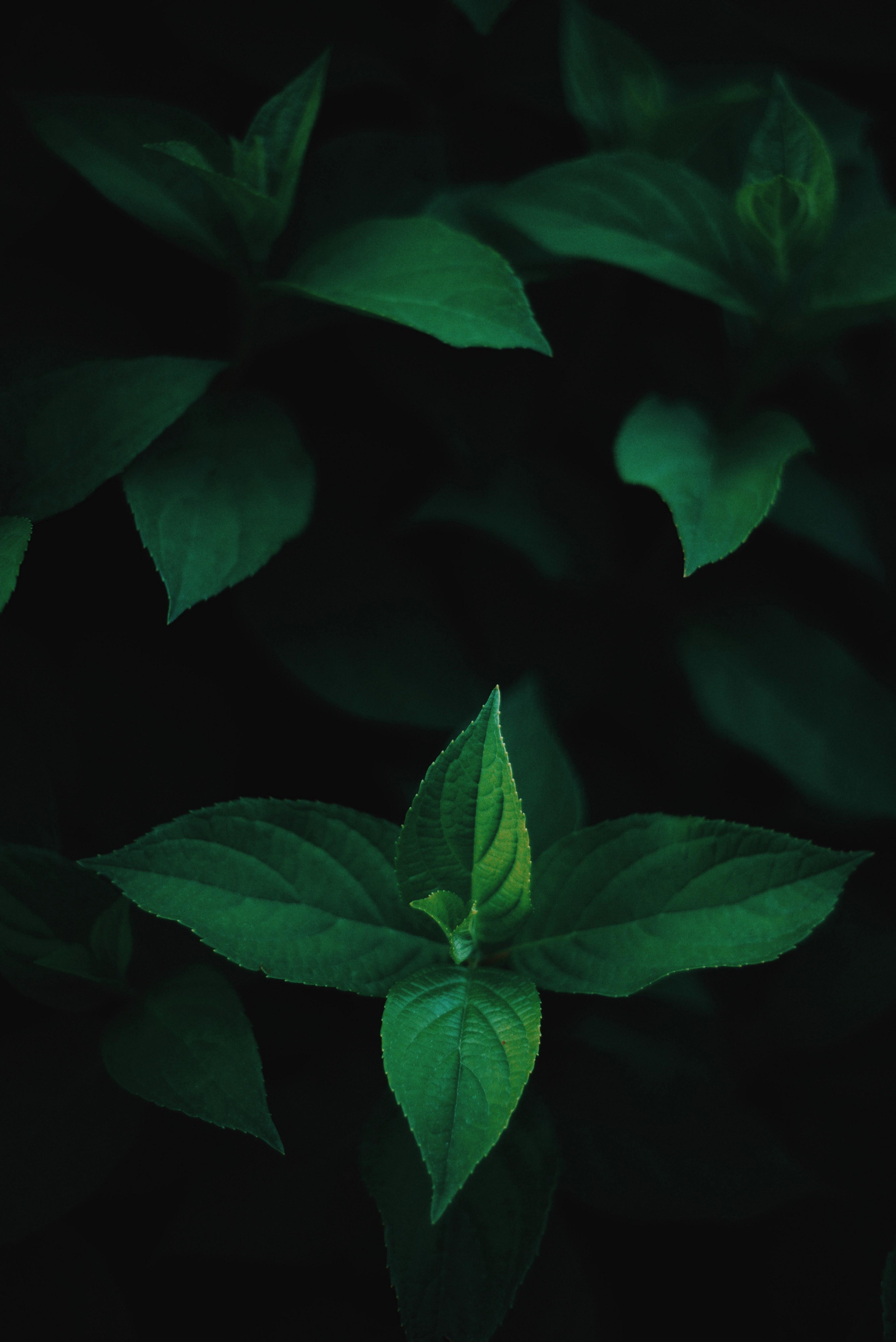 Dense dark green leaves in the garden Emerald green leaf texture Nature  abstract background Tropical forest Above view of dark green leaves with  natural pattern Tropical plant wallpaper Greenery Stock Photo 