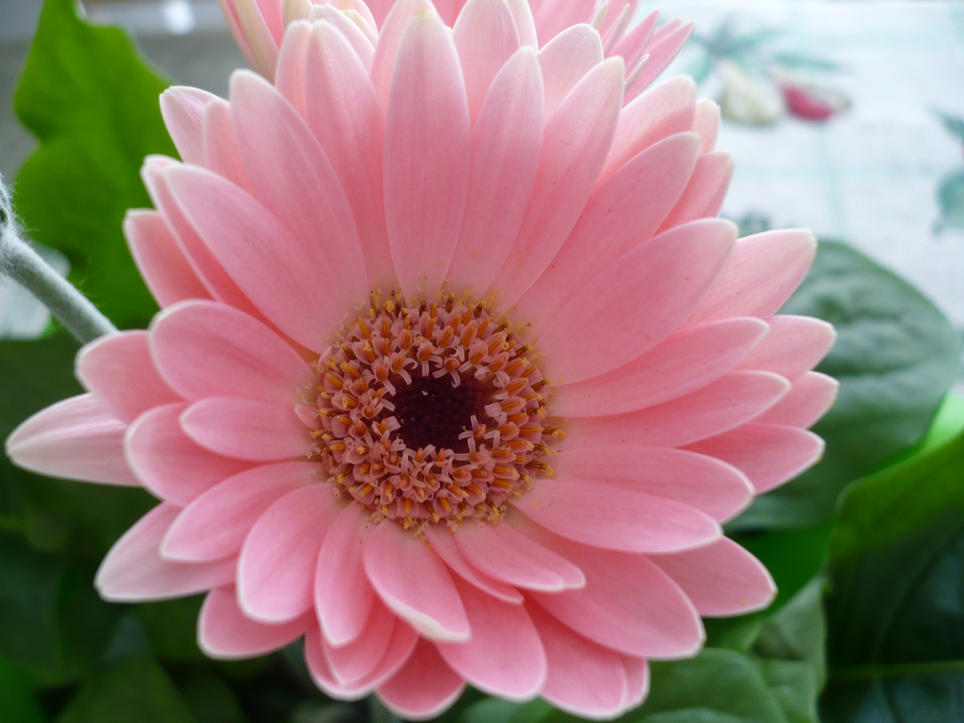🔥 Download Background Wallpaper S Pink Flower by @ashleylogan | Flower