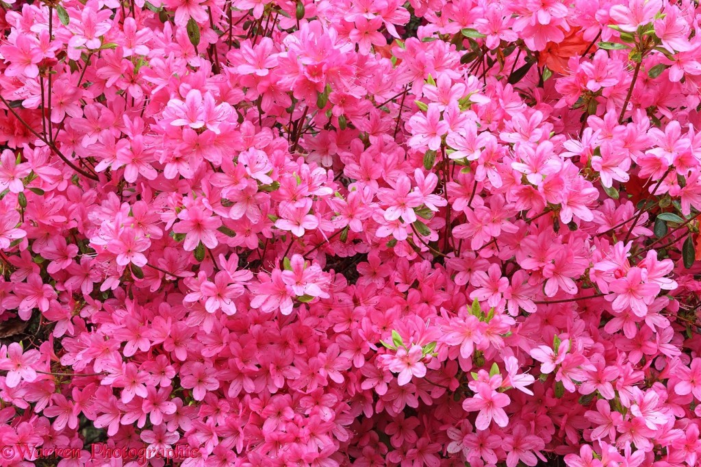 Pink Azalea Flowers Wallpaper55 Best Wallpaper For Pcs