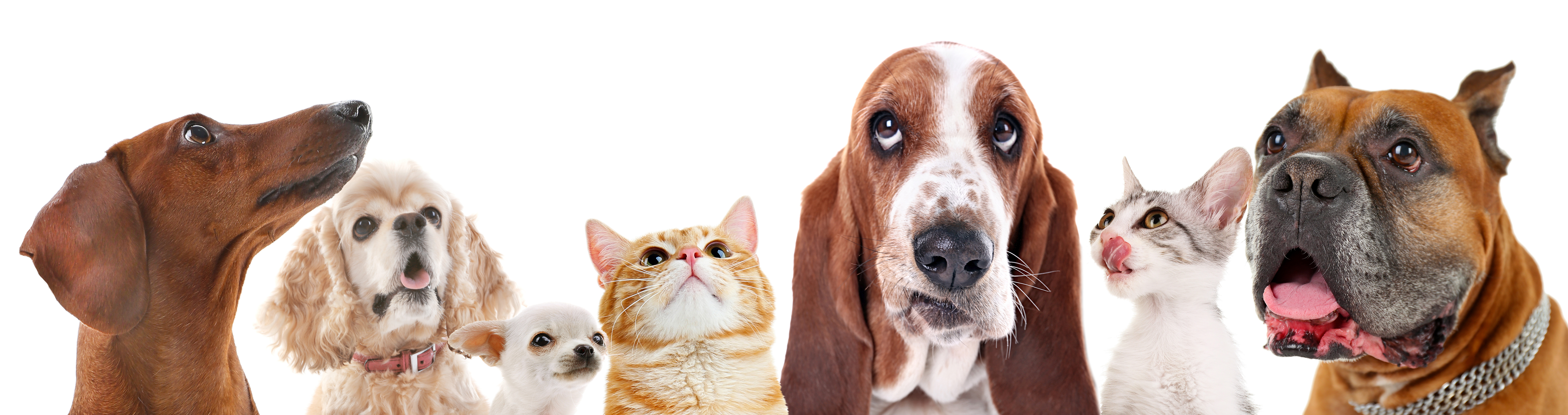 Cute friendly pets on white background Kremer Veterinary Services