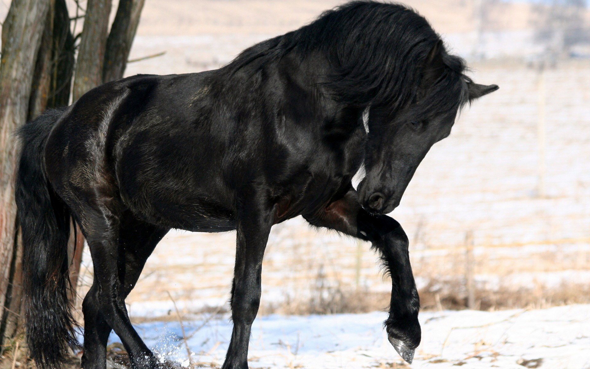 Black Horse Widescreen HD Wallpaper