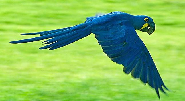 Watch Cool Hyacinth macaw New Wallpapers Pics images and pics Upload