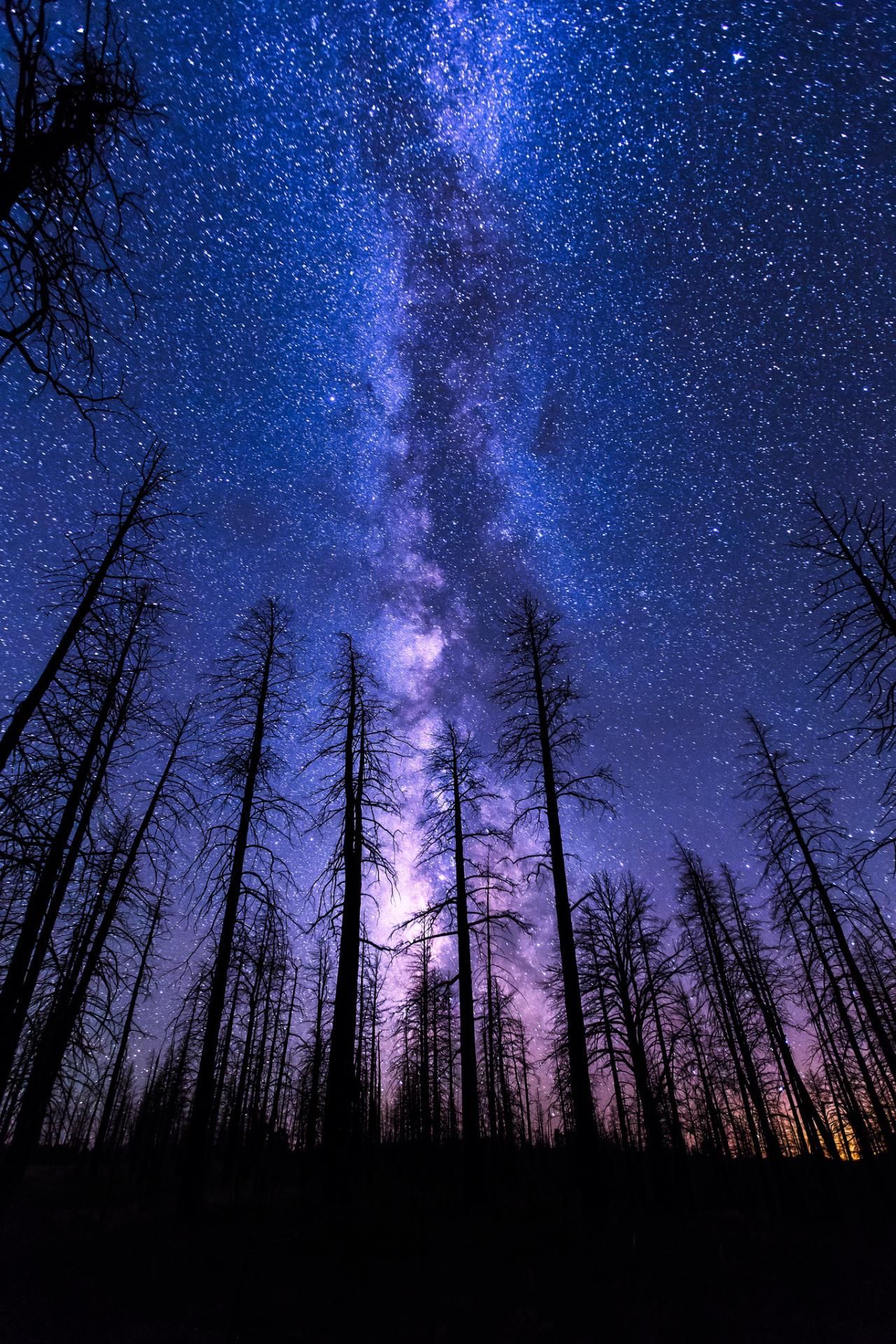 Mobile HD Wallpaper Night Sky Start Forest Milkyway Violet