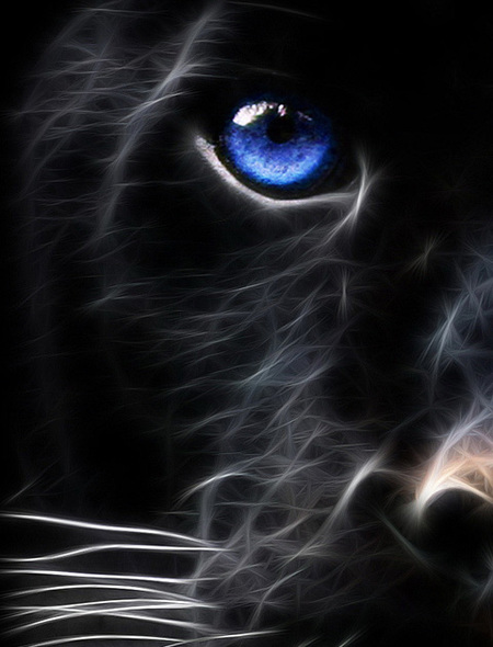 Panthers Eye Wallpaper for Amazon Kindle Fire HD 89 450x590