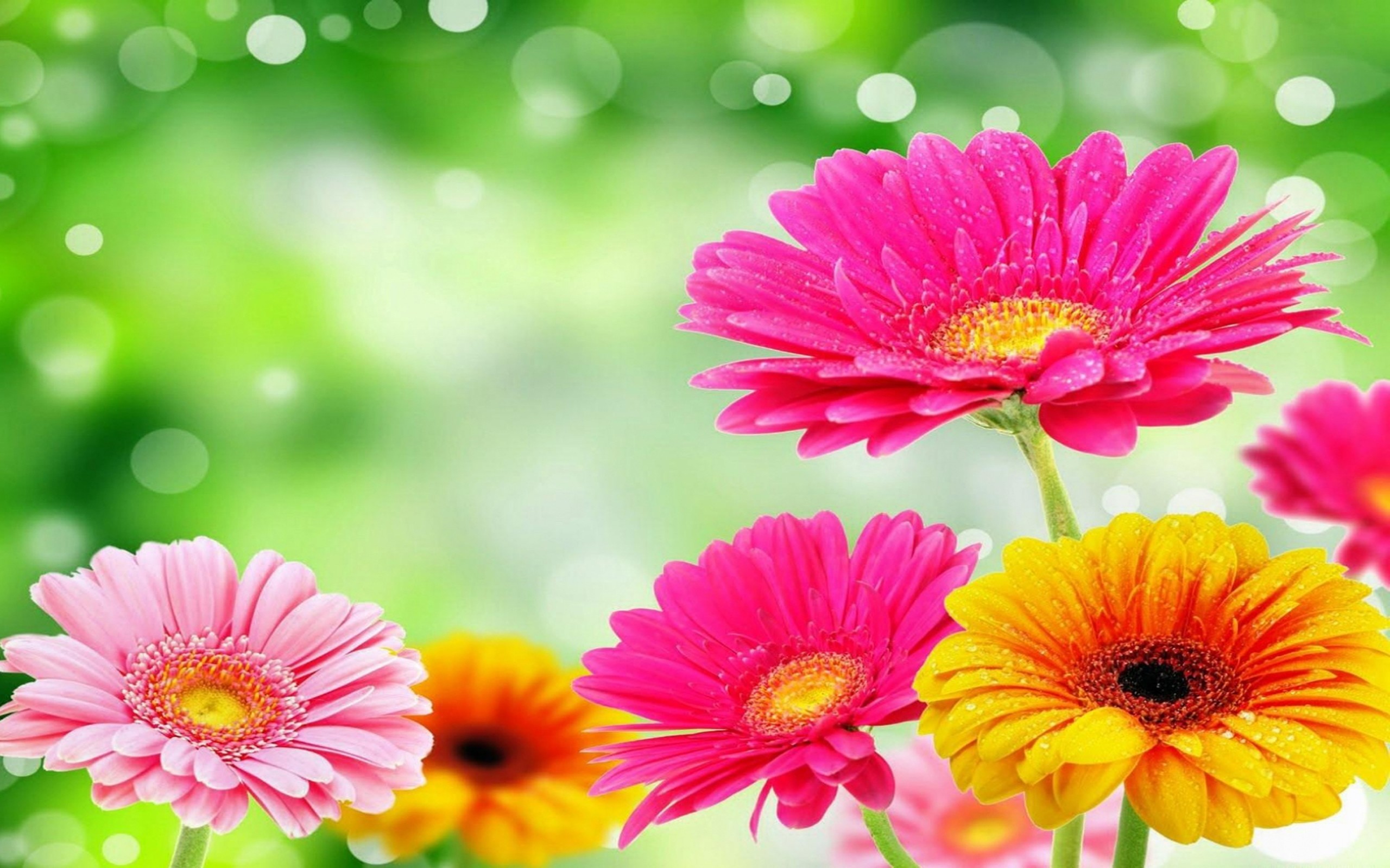 Gerbera Daisies Wallpaper