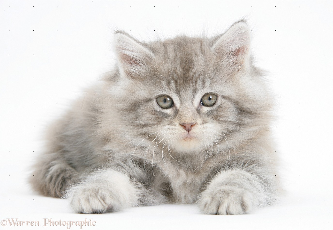 Maine Coon Wallpapers HD Download
