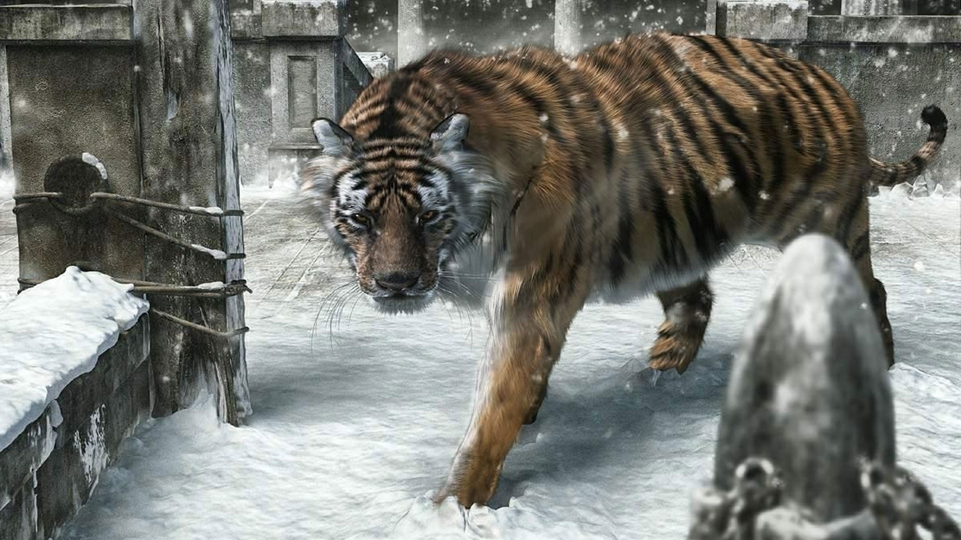 Tiger In The Snow Wallpaper
