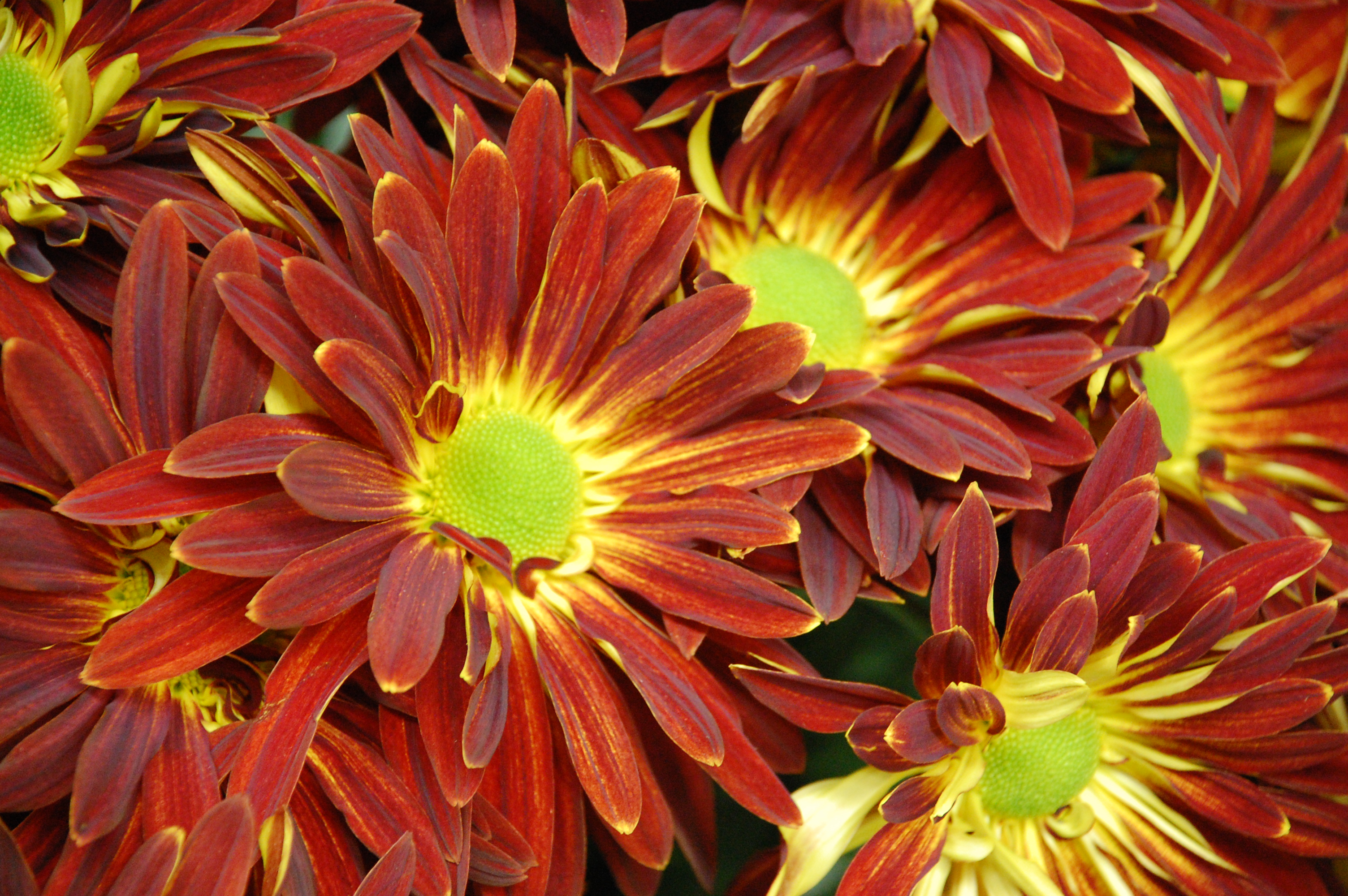Of Mums As Fall Flowers Did You Know That Wallpoop The Wallpaper