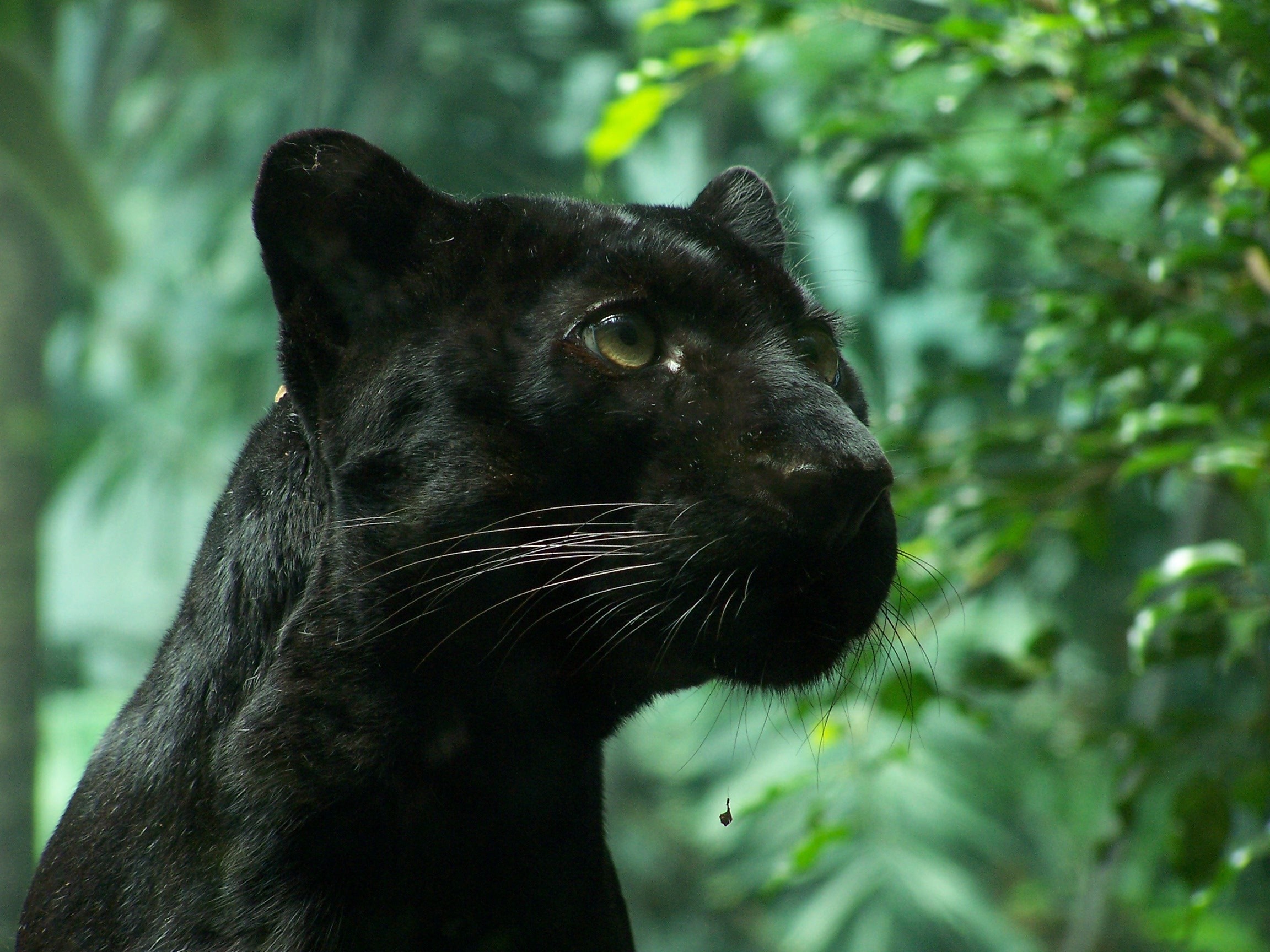 Black Panthers Cats Wallpaper   Viewing Gallery 2304x1728