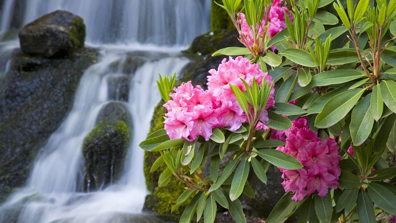 Spring Flowers And Waterfall Desktop Pc Mac Wallpaper
