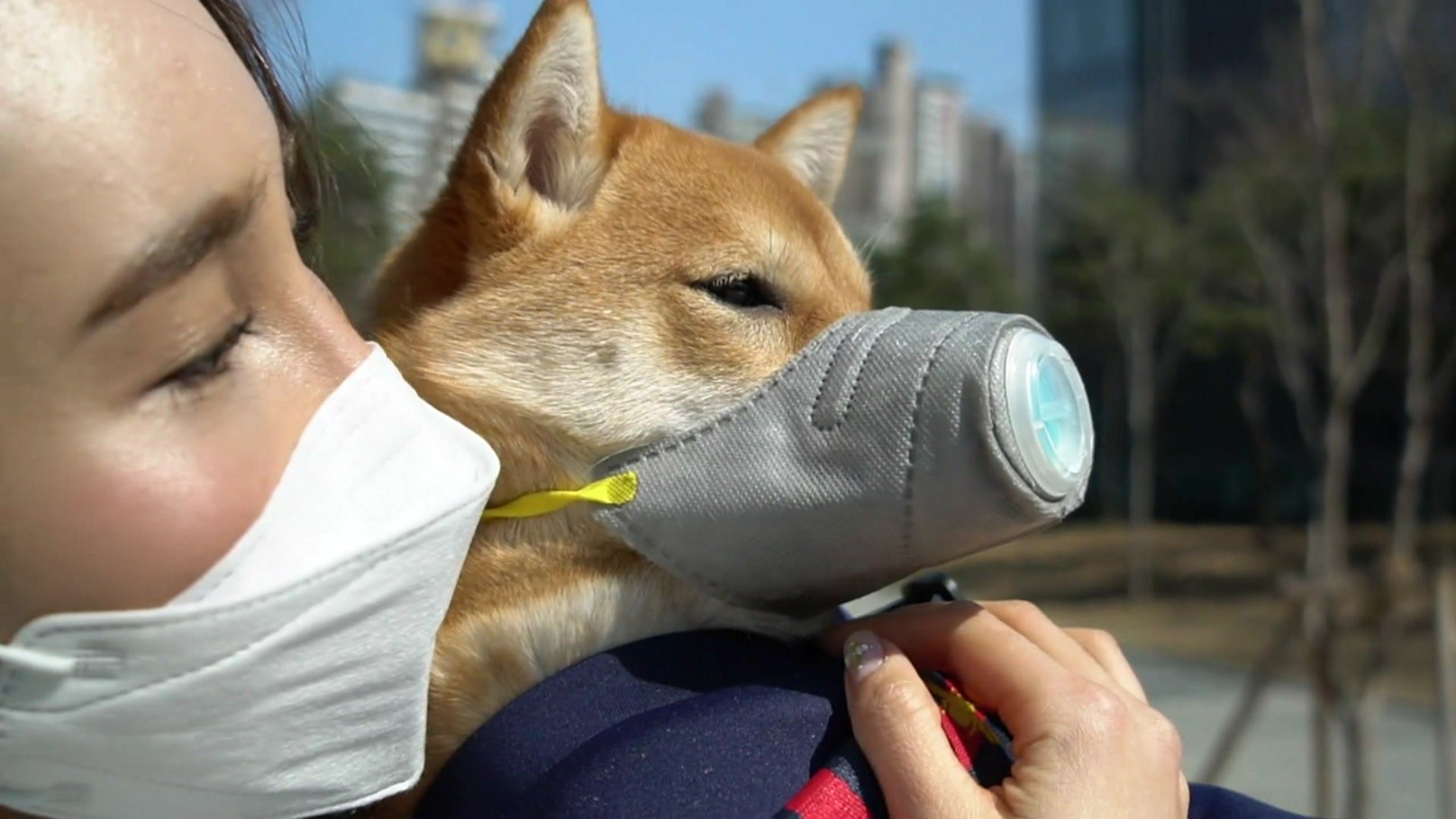 Where Dogs Wear Pollution Masks Bbc News