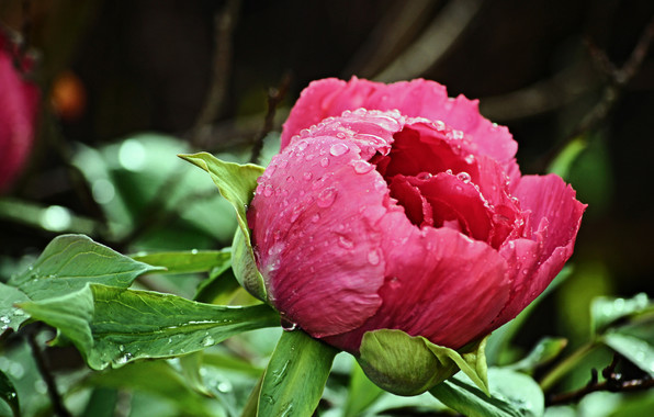 Wallpaper Peony Rose Bud Pink Drops After Rain Flowers