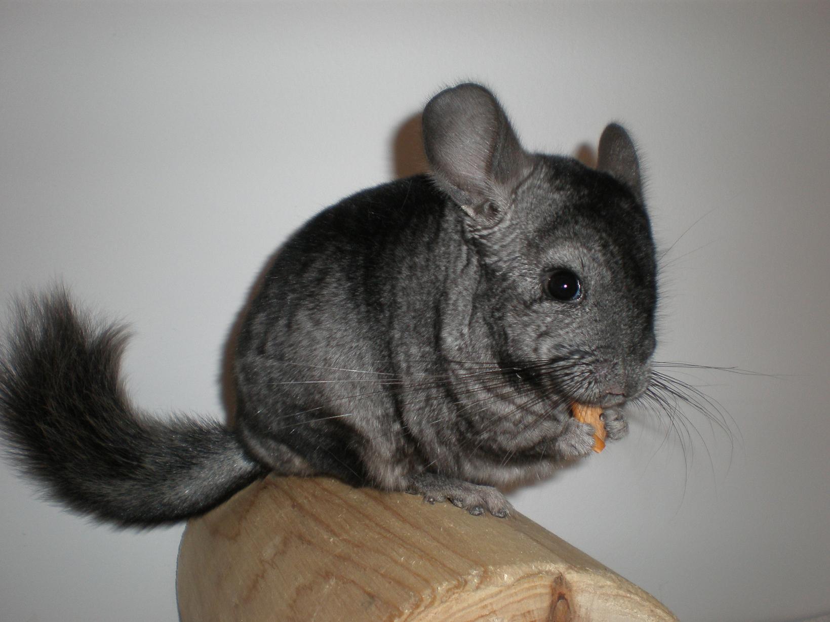 Chinchilla Rodent Background Images HD Pictures and Wallpaper For Free  Download  Pngtree