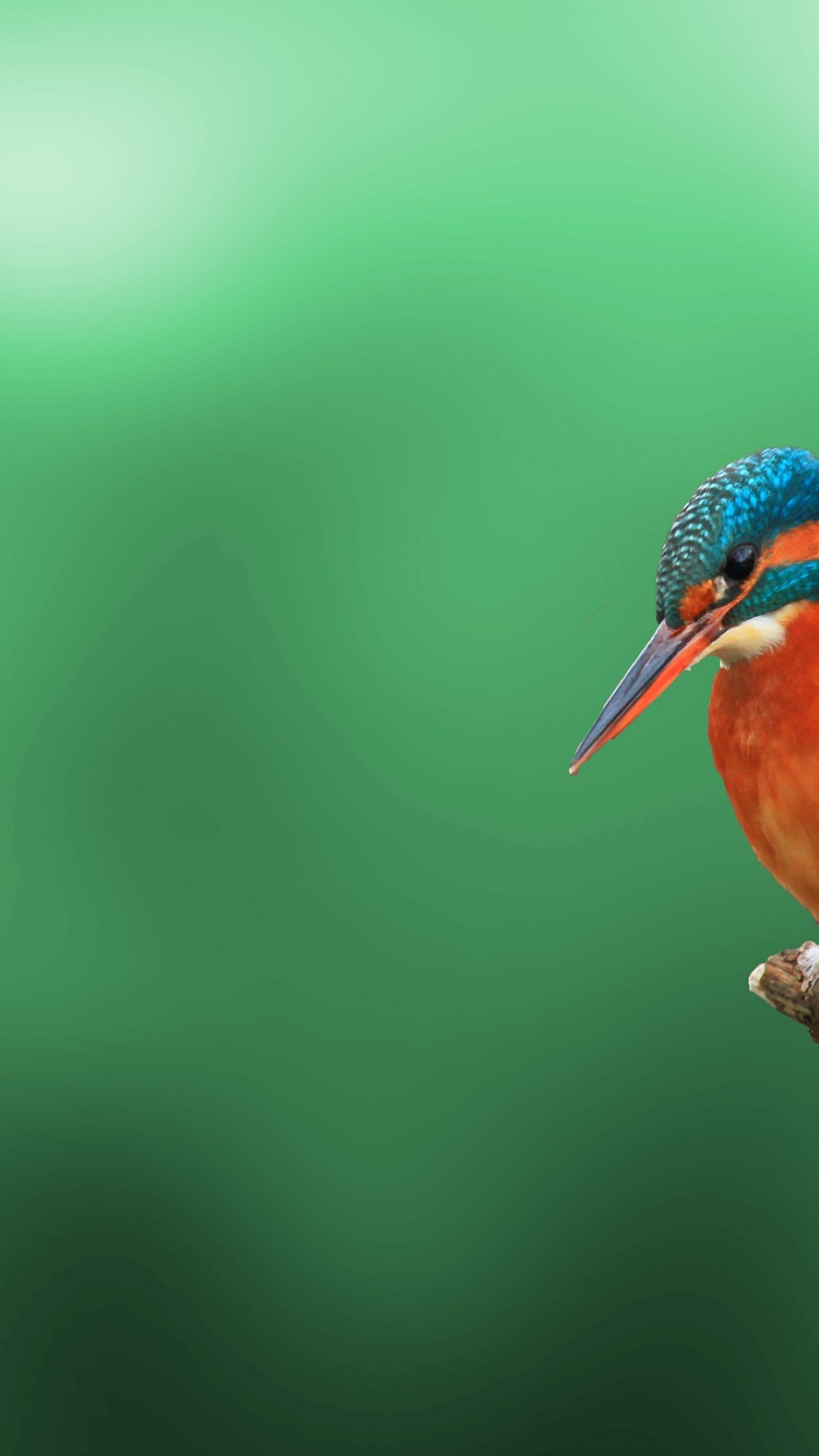 Kingfisher Bird 4k HD Wallpaper iPhone 6s Plus