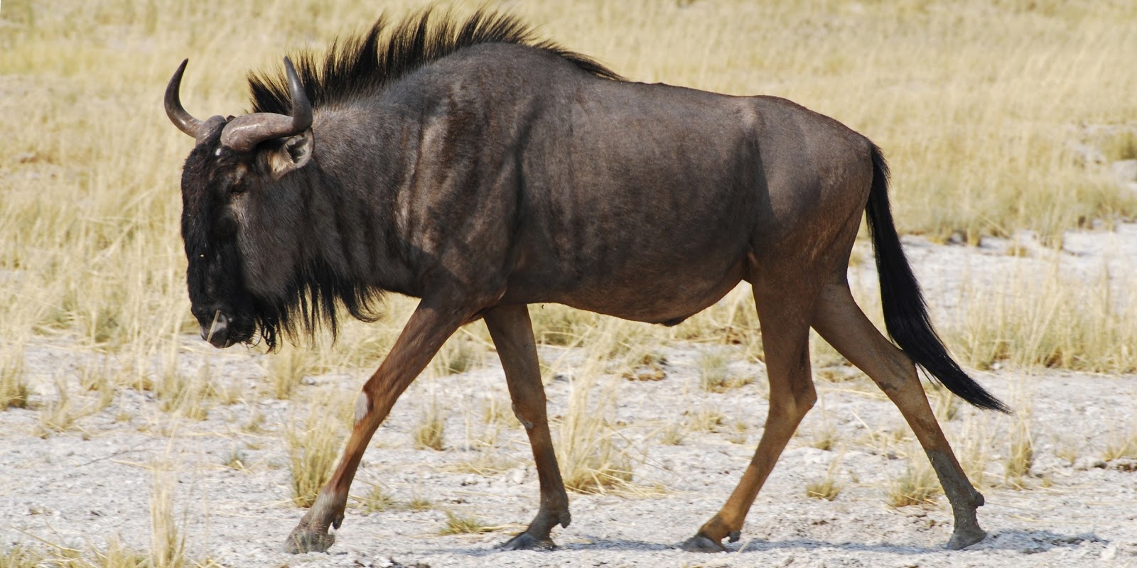 A wildebeest walking across a dry, grassy plain
