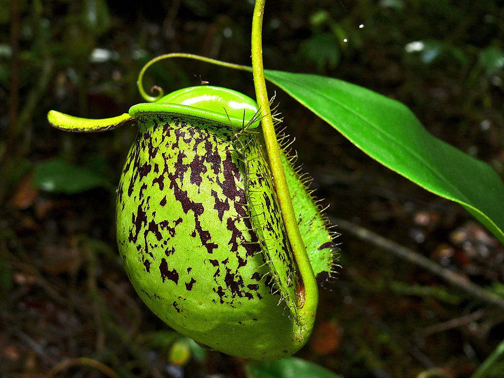 File Pitcher Plant Nepenthes Ampullaria Jpg