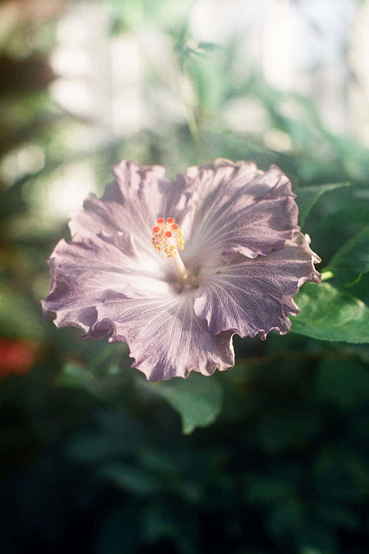 Hibiscus Aesthetic Wallpaper