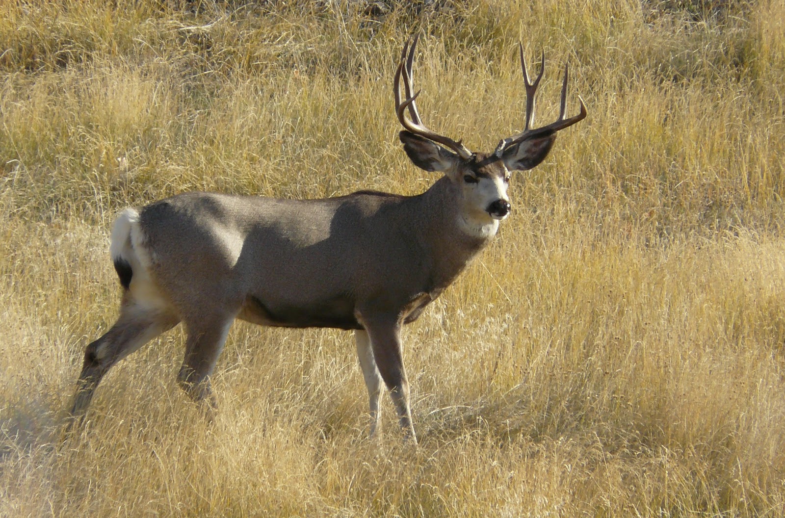 Mule Deer Buck In Rut Missoula Montana