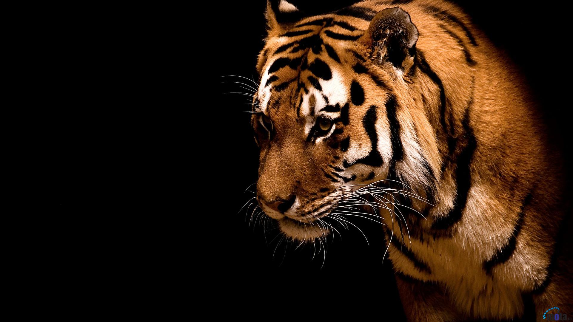 Wallpaper Fearless And Beautiful Tiger X HDtv