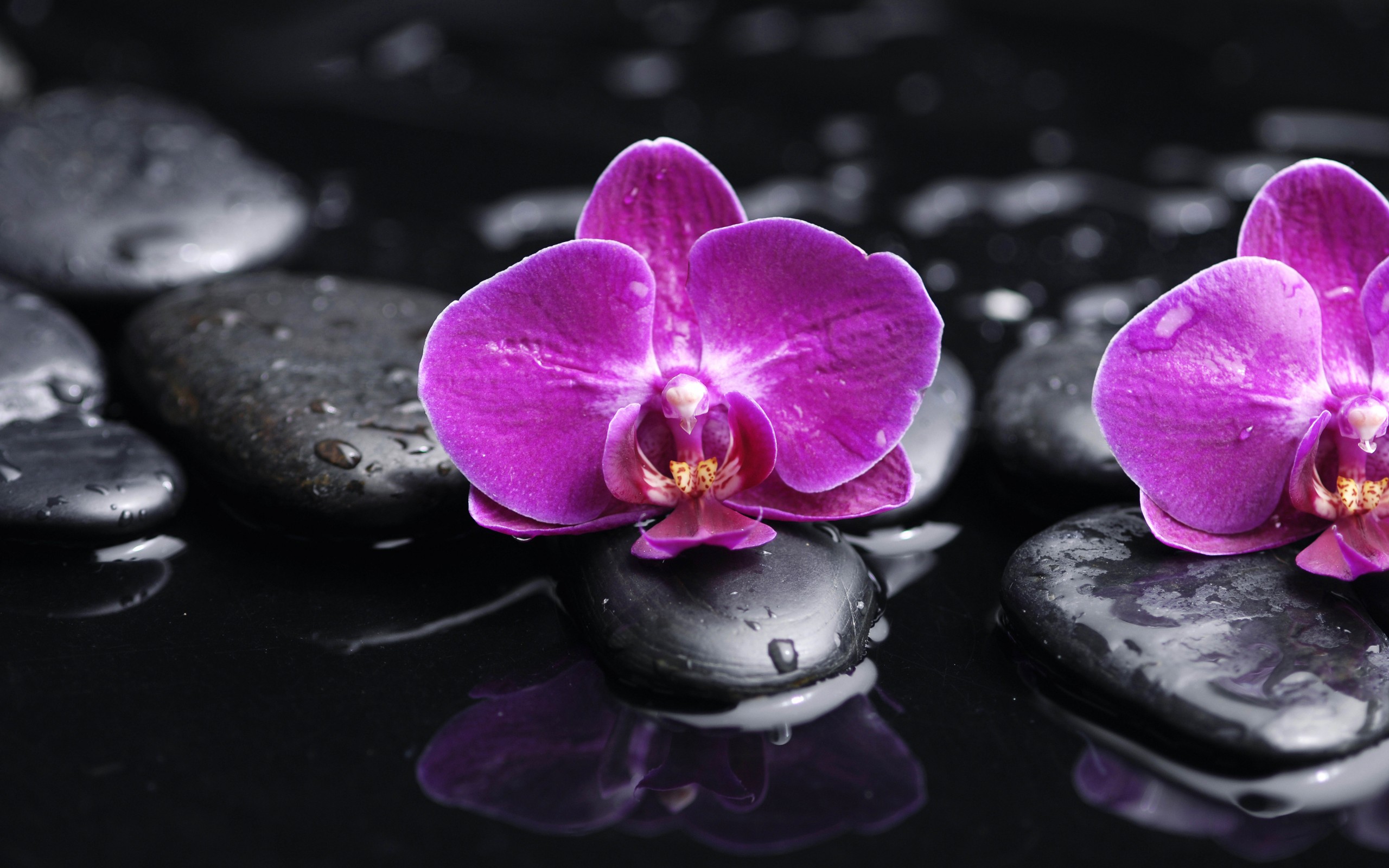 Orchid Wallpaper Phalaenopsis Purple Petals Beauty Water Drops