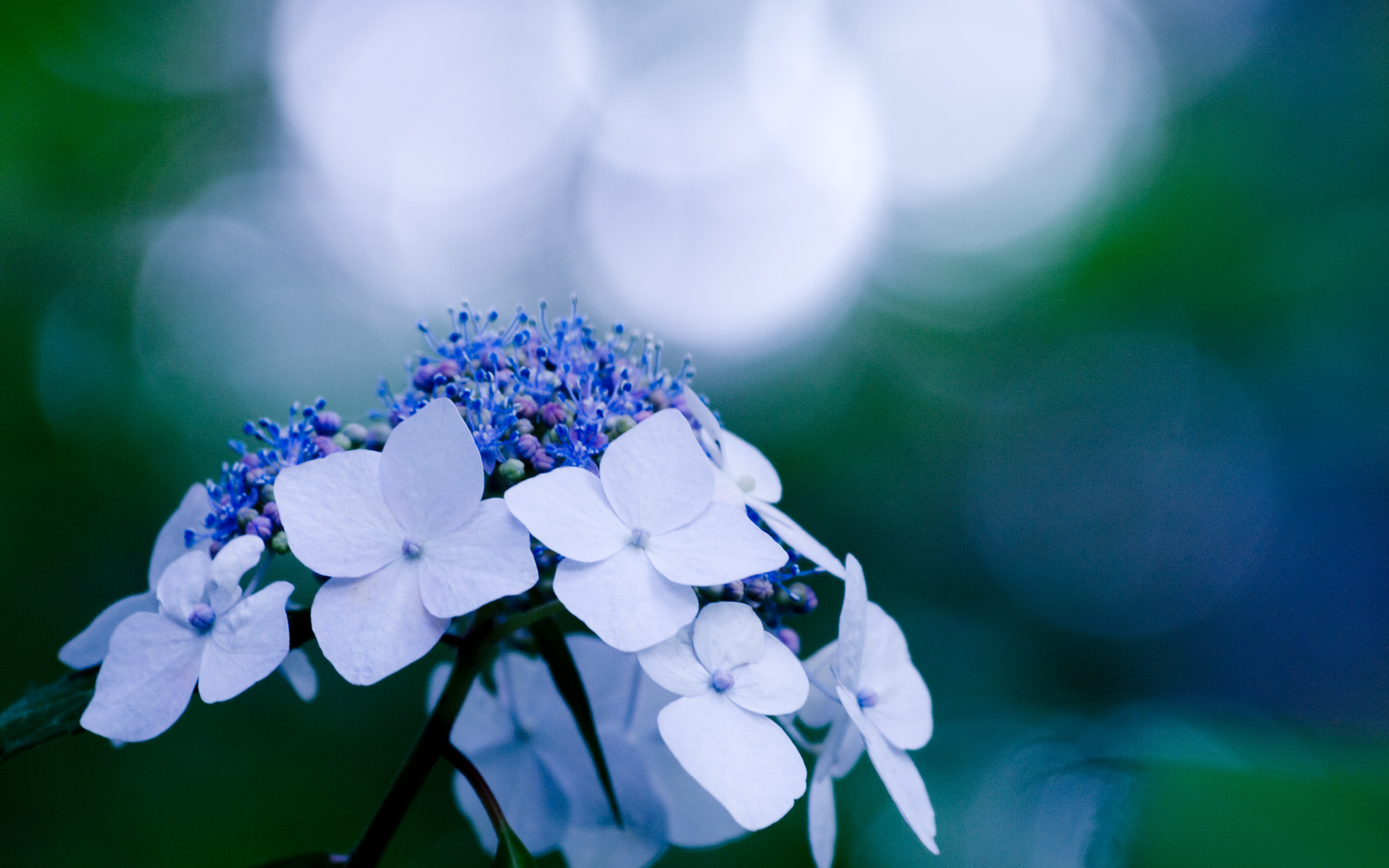 Light Blue Flower Background Amazing Wallpapers