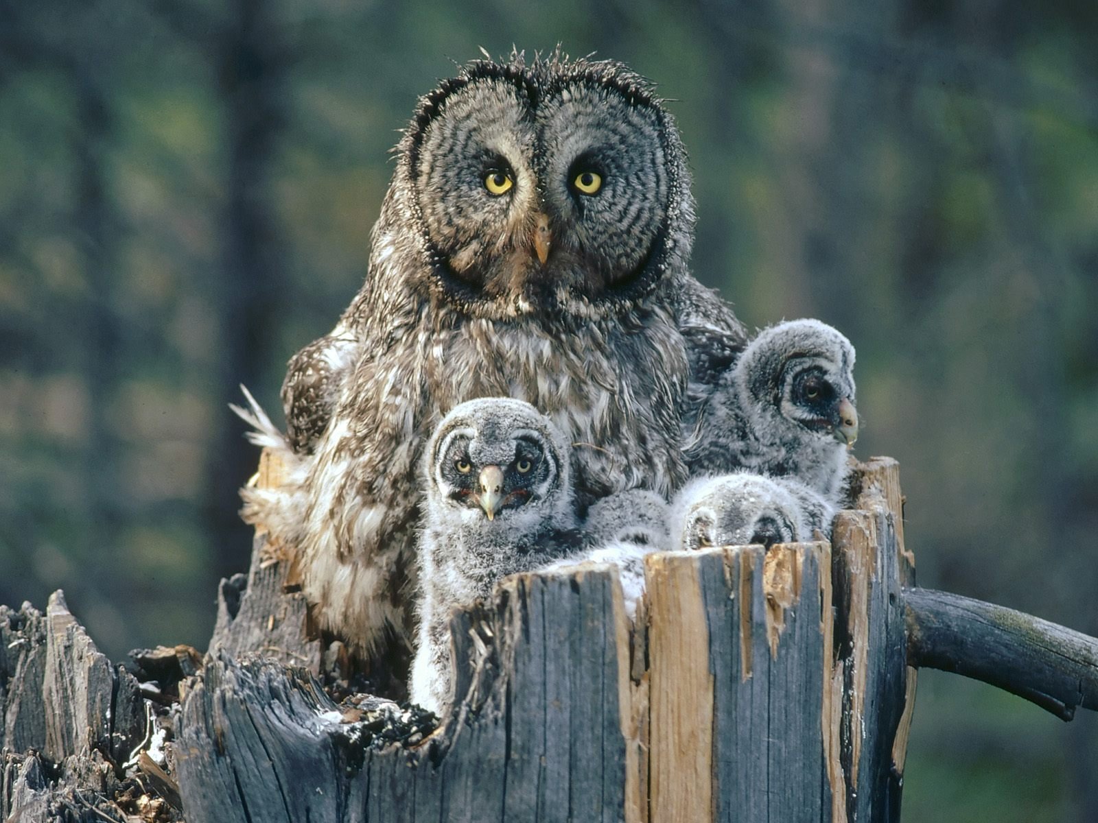 Great Gray Owl Wallpaper Grey And They