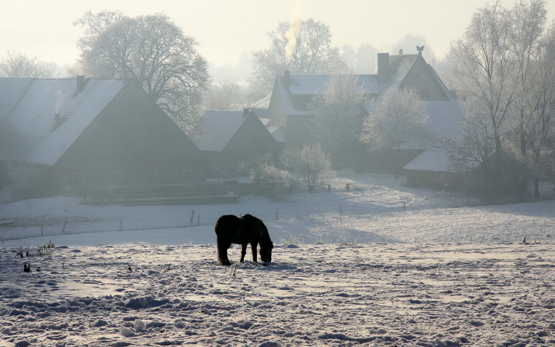 Desktop Wallpaper Of Winter Image Horse House For