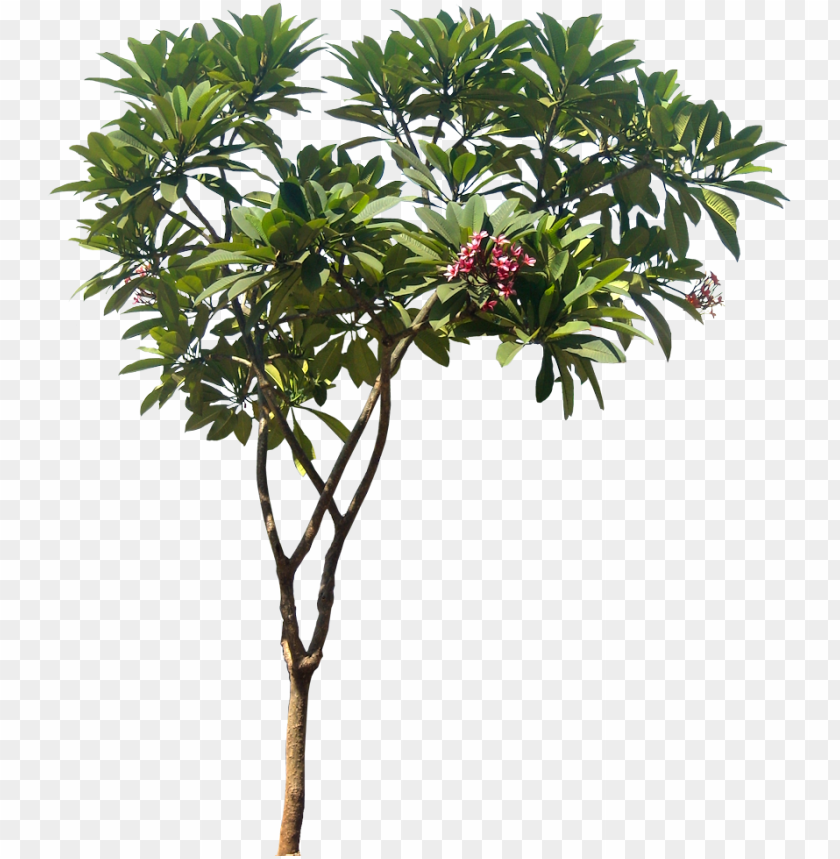 A Collection Of Tropical Plant Image With Transparent Plumeria
