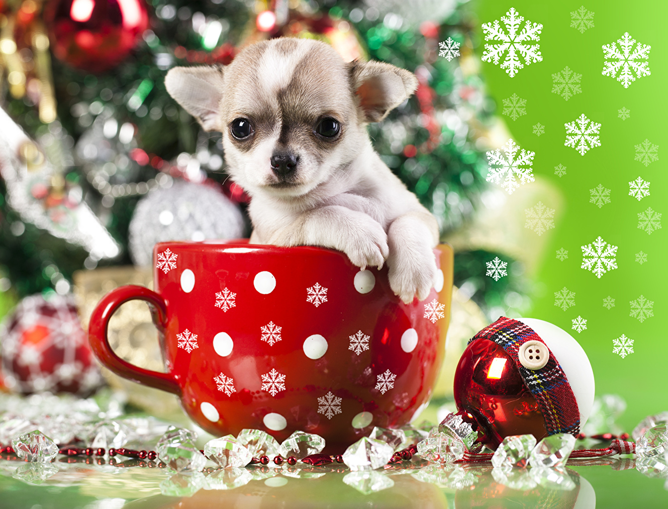 Wallpaper Puppy Chihuahua Dogs Christmas Mug Animals