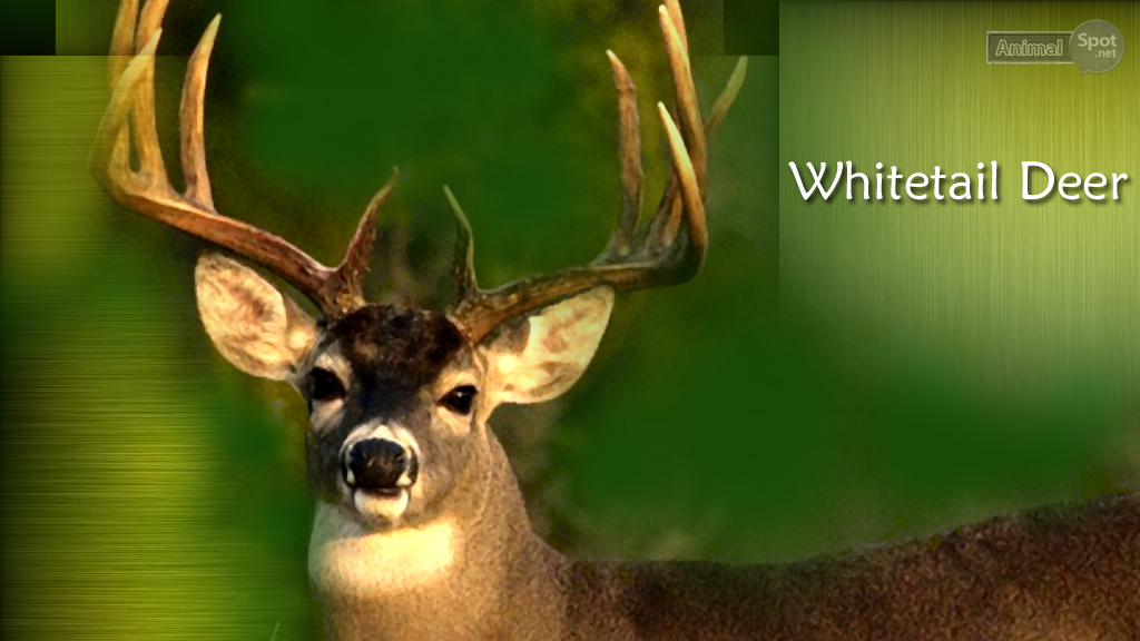Pin Deer Wallpaper For Computer