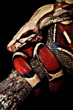 Ideas About Boa Constrictor Snakes