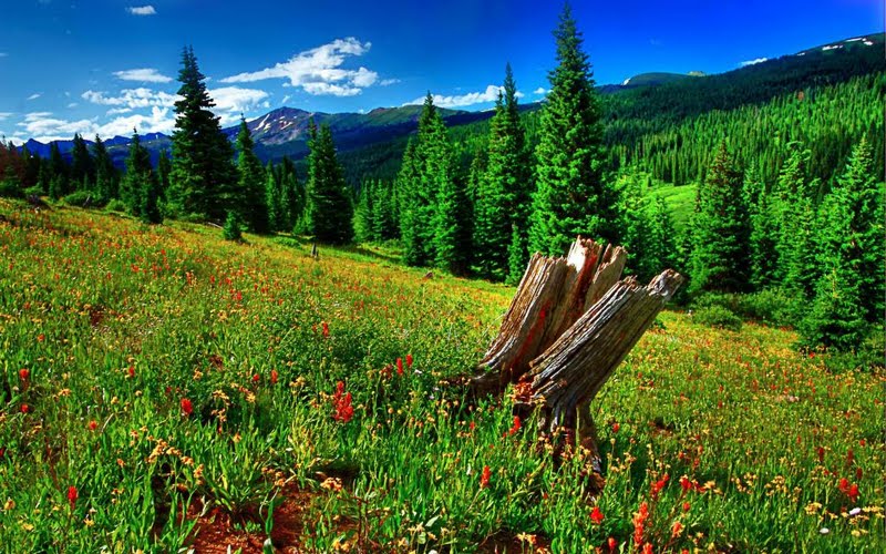 High Resolution Summer Mountain Meadow Desktop Laptop Wallpaper