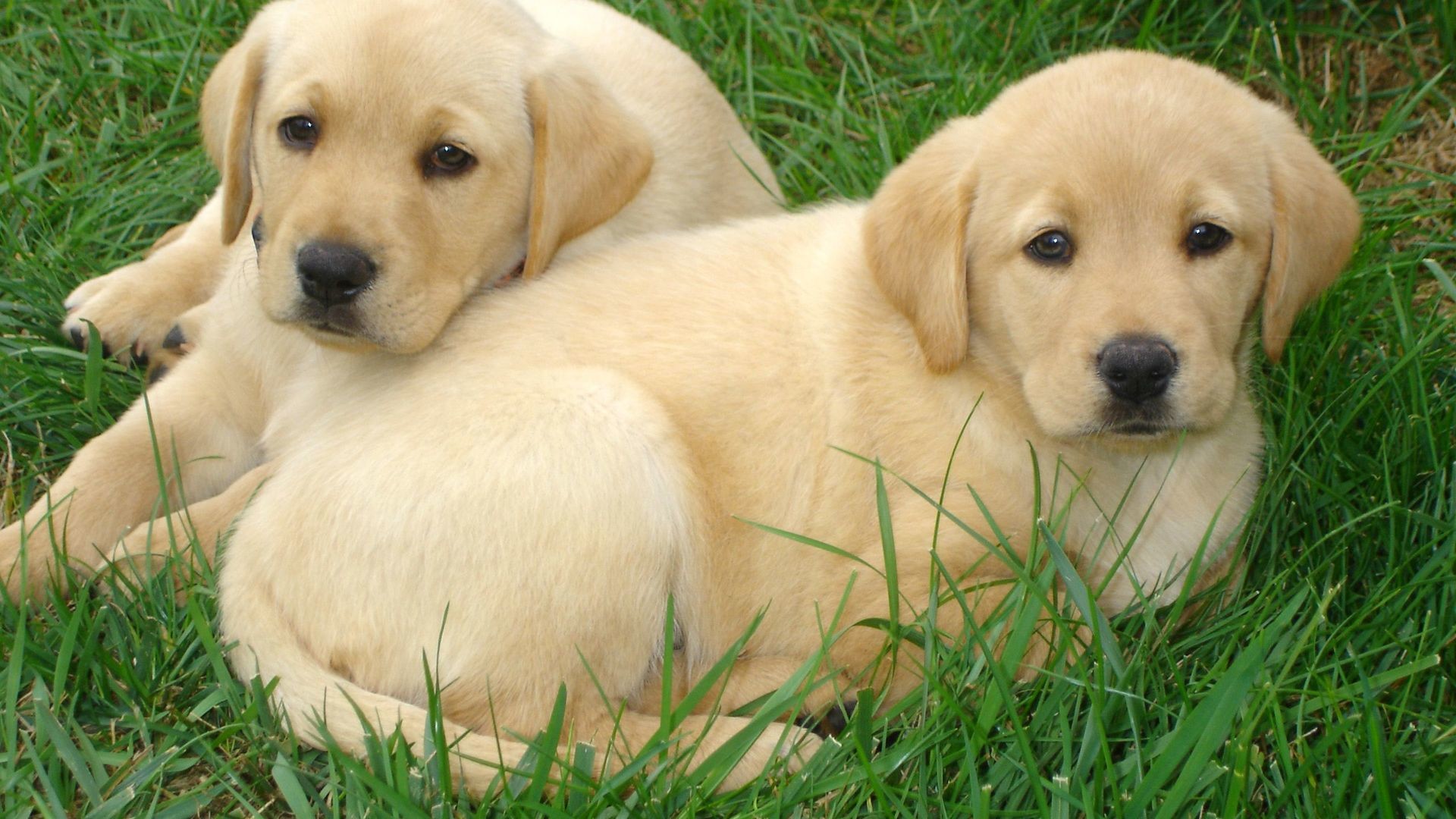 Chocolate Lab Puppy Wallpaper