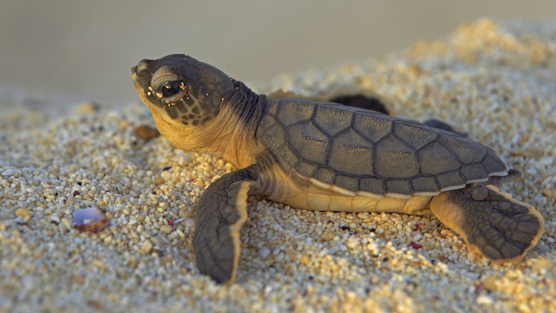Cute Turtle Wallpaper
