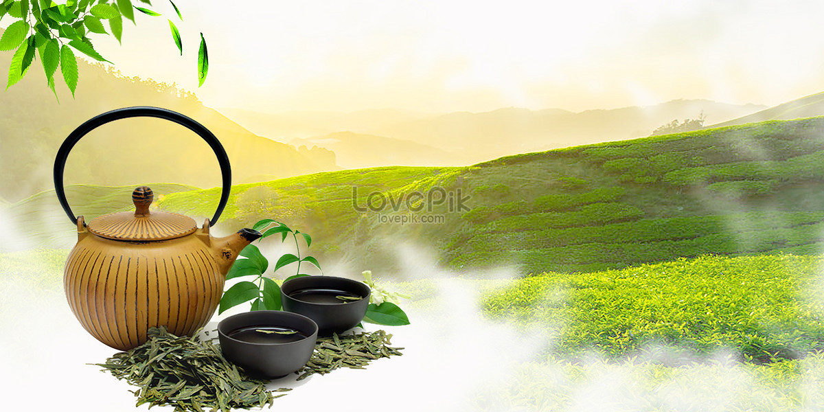 Tea Garden Image HD Picture For Vectors Wallpaper