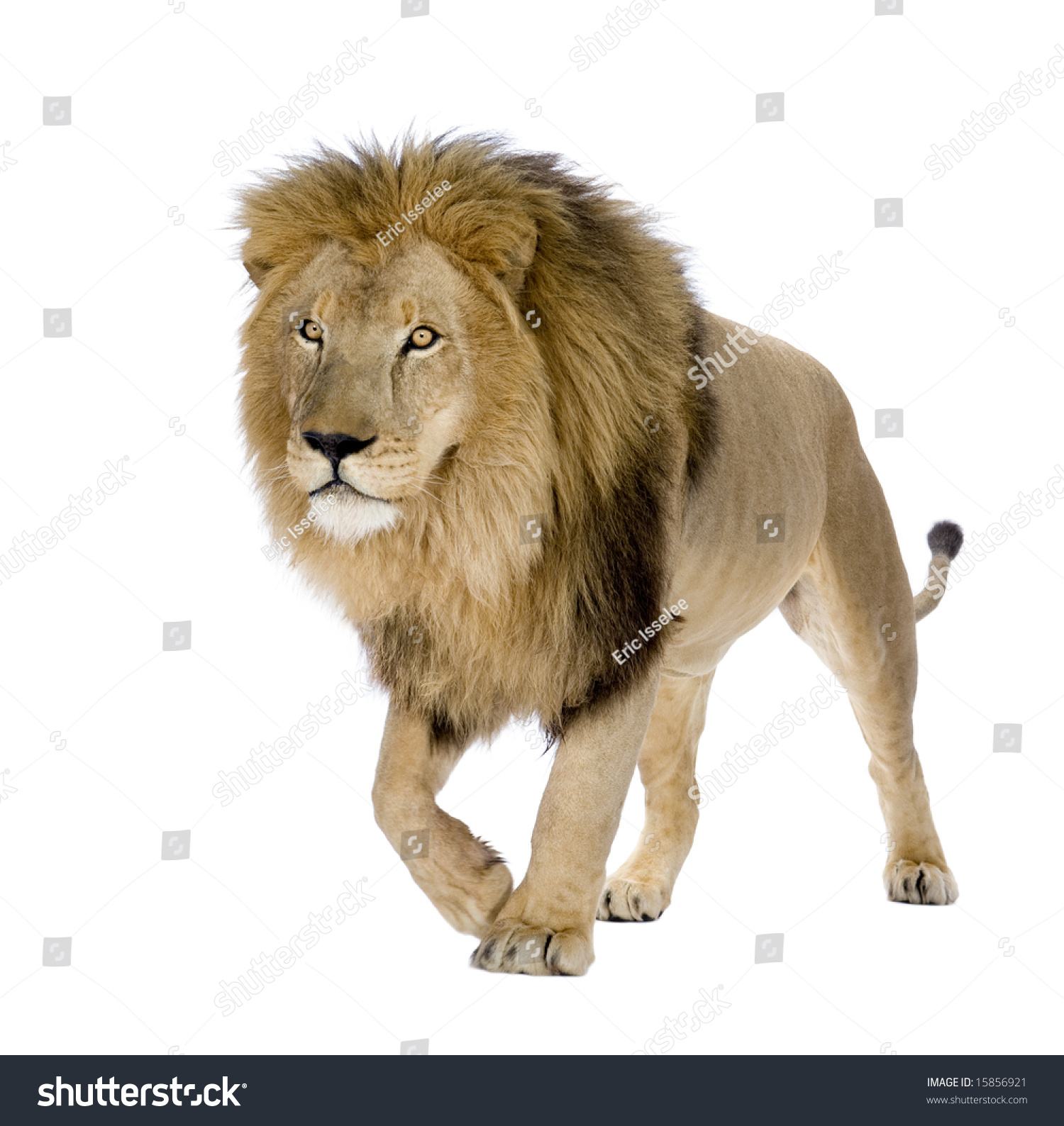 Lion White Background Related Keywords Amp Suggestions