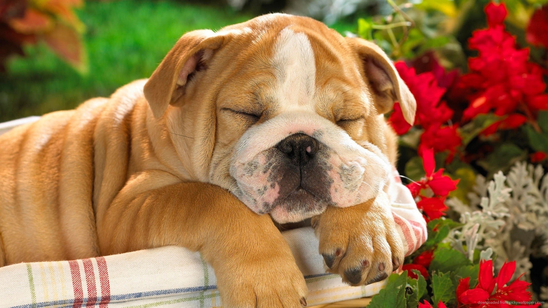 Cute Bulldog Sleeping In A Basket Wallpaper