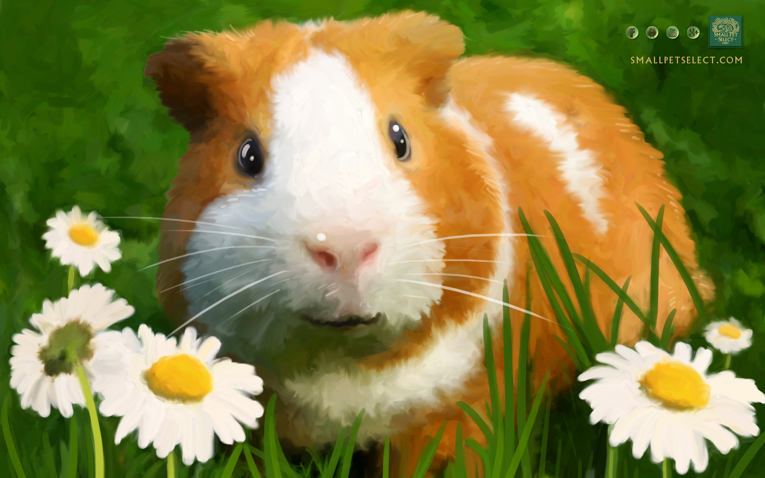 Guinea Pig Wallpaper   Screensaver for your PC MAC Ipad cell phone