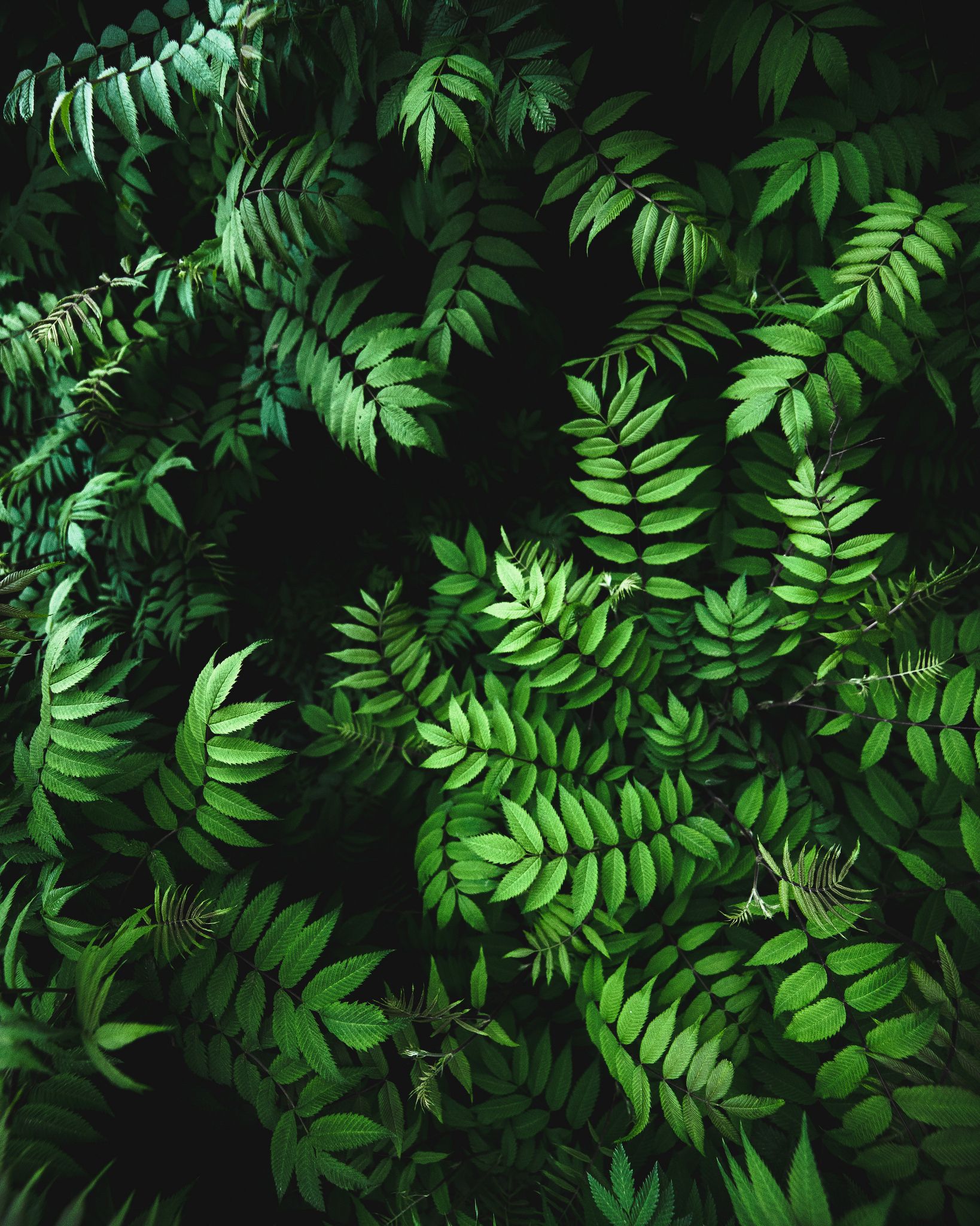Green Leaves On Wall Wallpaper