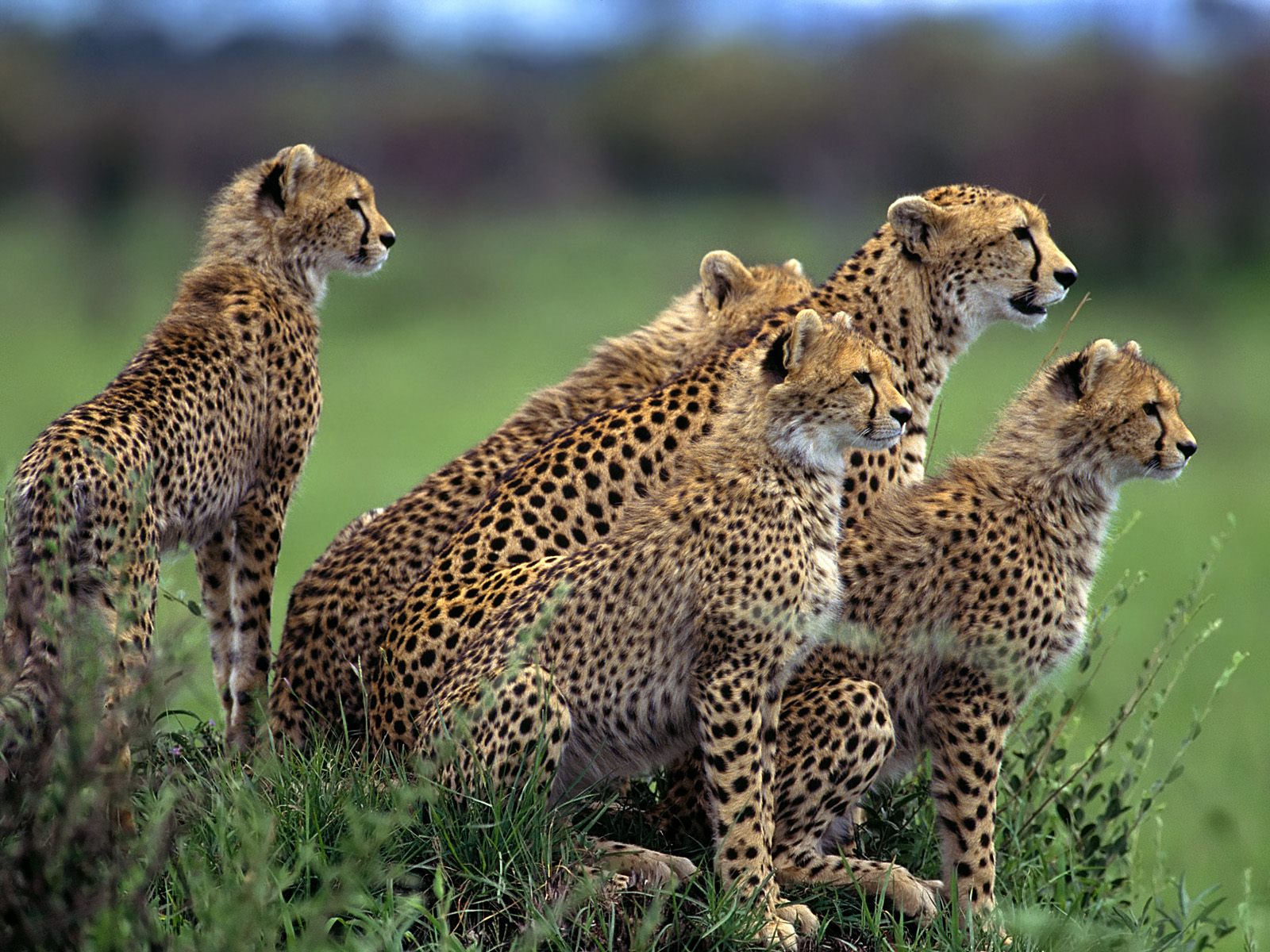 African Animals Desktop Wallpaper Animal Nature