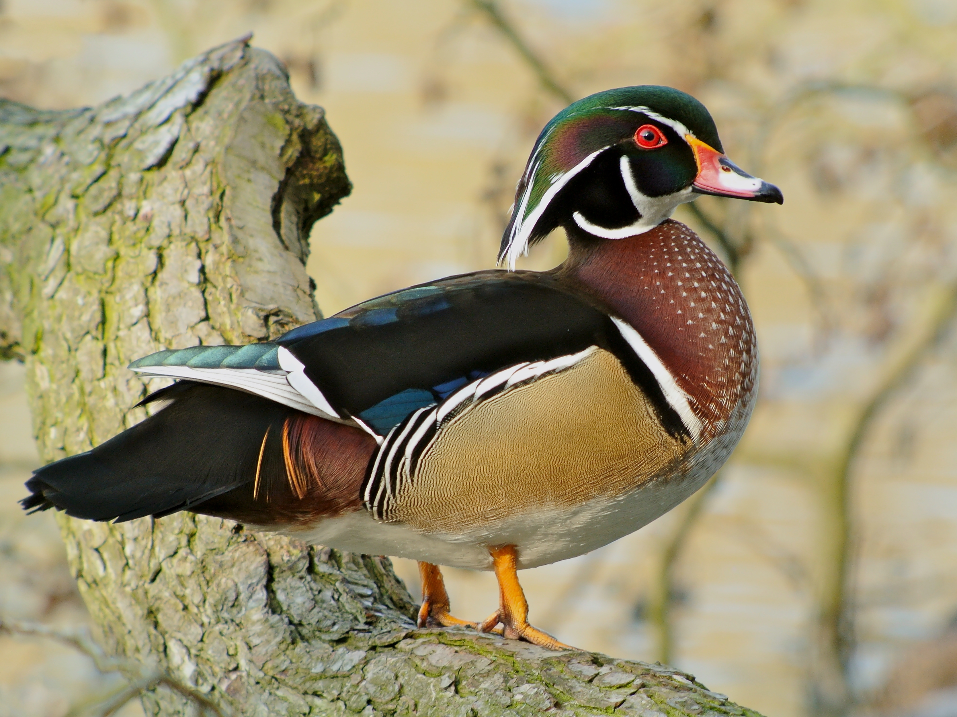 Wood Duck Photos And Wallpaper Collection Of The Pictures