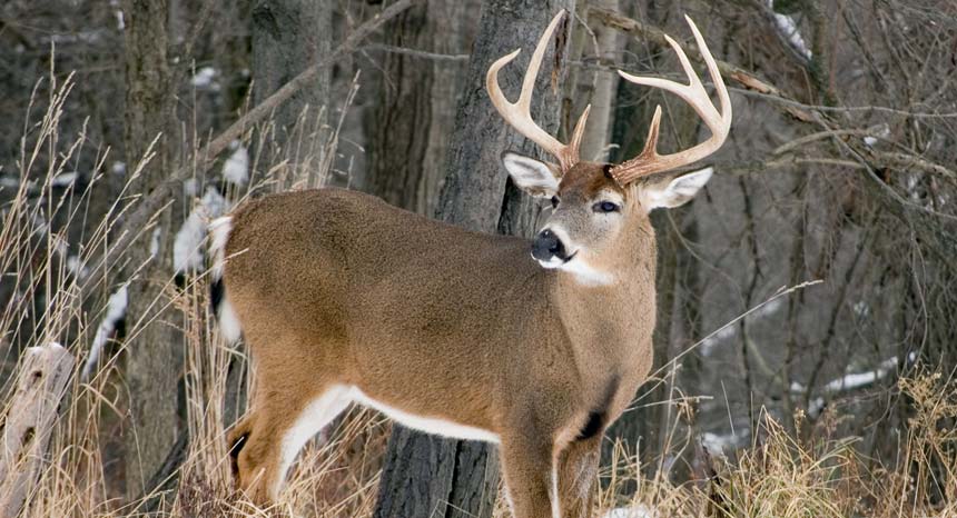 Maine Trophy Whitetail Deer Hunting Guided Hunts Northern