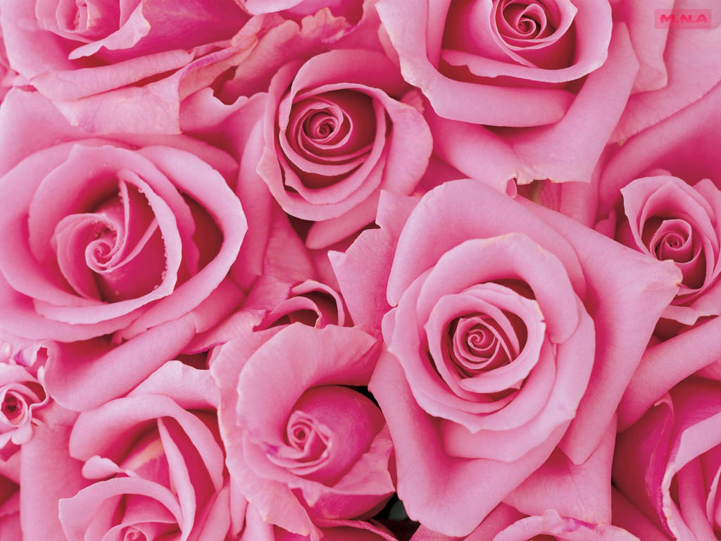 Beautiful pink roses pictures   Pink Wallpaper Designs 1024x768