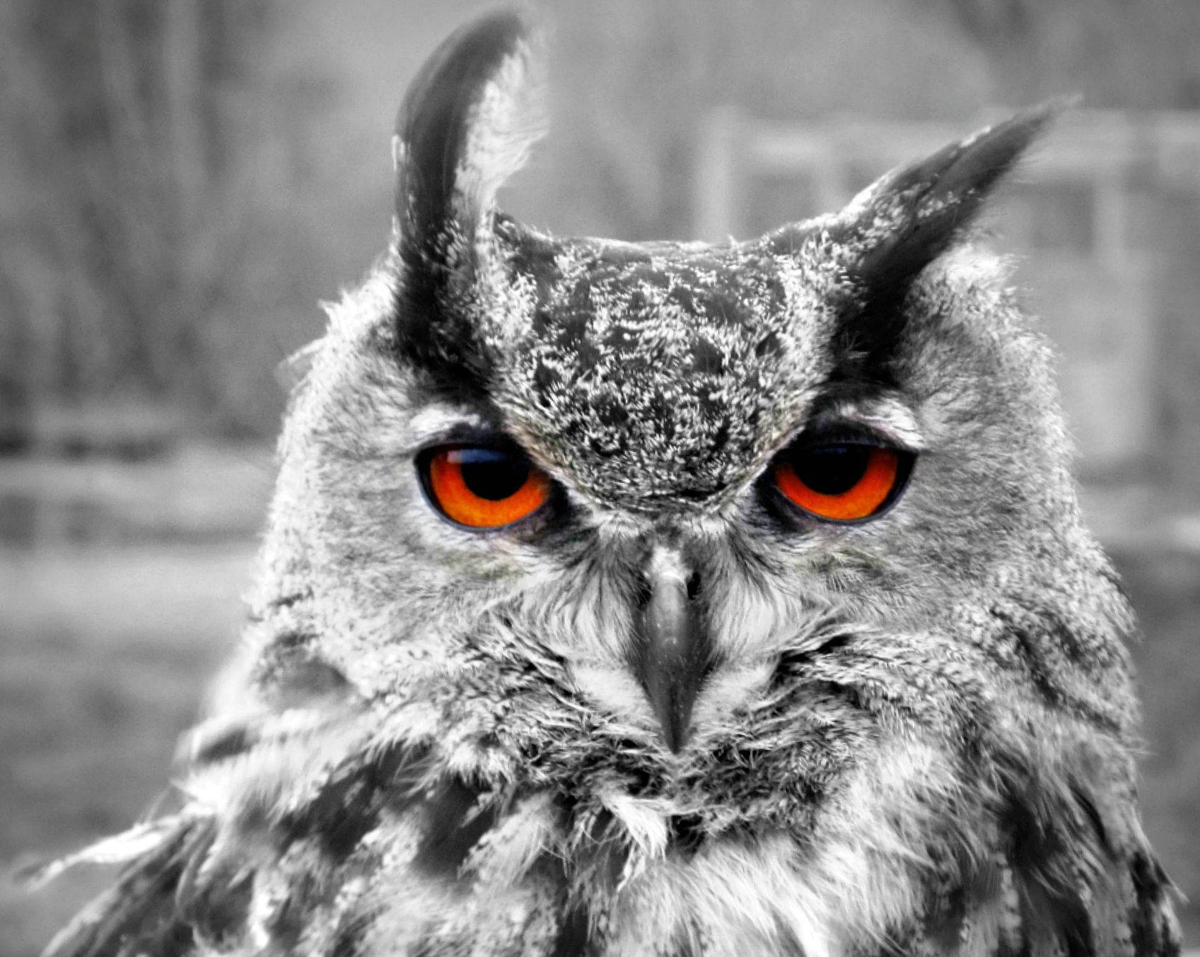 Animal Planet Wallpaper